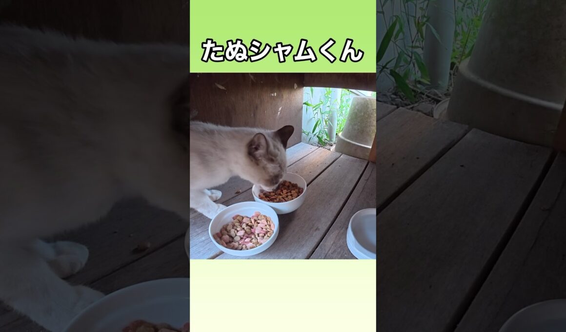 野良猫、地域猫の、たぬシャムくんも、水で柔らかくなったカリカリが好きみたい。