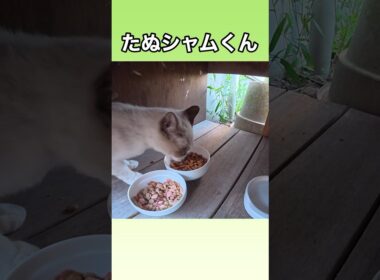 野良猫、地域猫の、たぬシャムくんも、水で柔らかくなったカリカリが好きみたい。