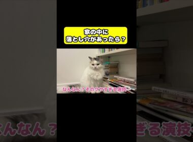 家の中に落とし穴があったら？#猫 #おもしろ #アテレコ #ニャンチューバーつくし