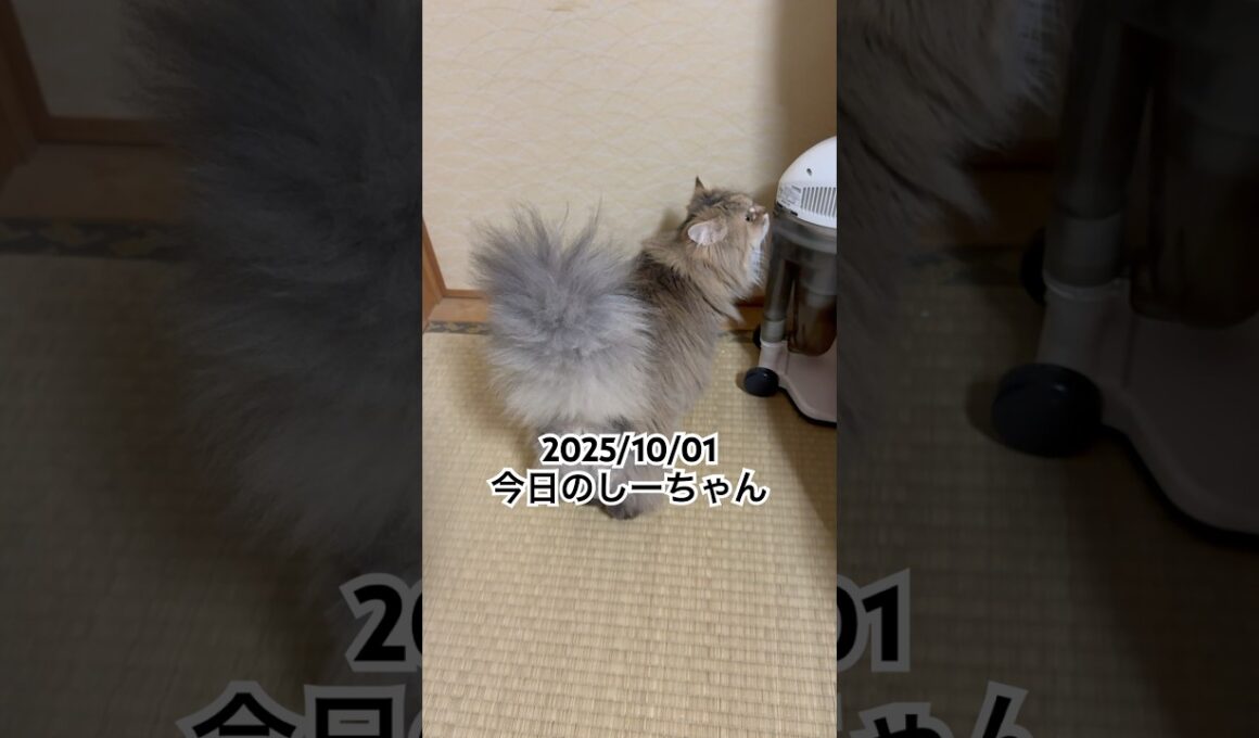 2025/10/01今日のしーちゃん #猫 #ペルシャ #シエル #cat #猫のいる暮らし