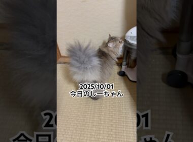 2025/10/01今日のしーちゃん #猫 #ペルシャ #シエル #cat #猫のいる暮らし