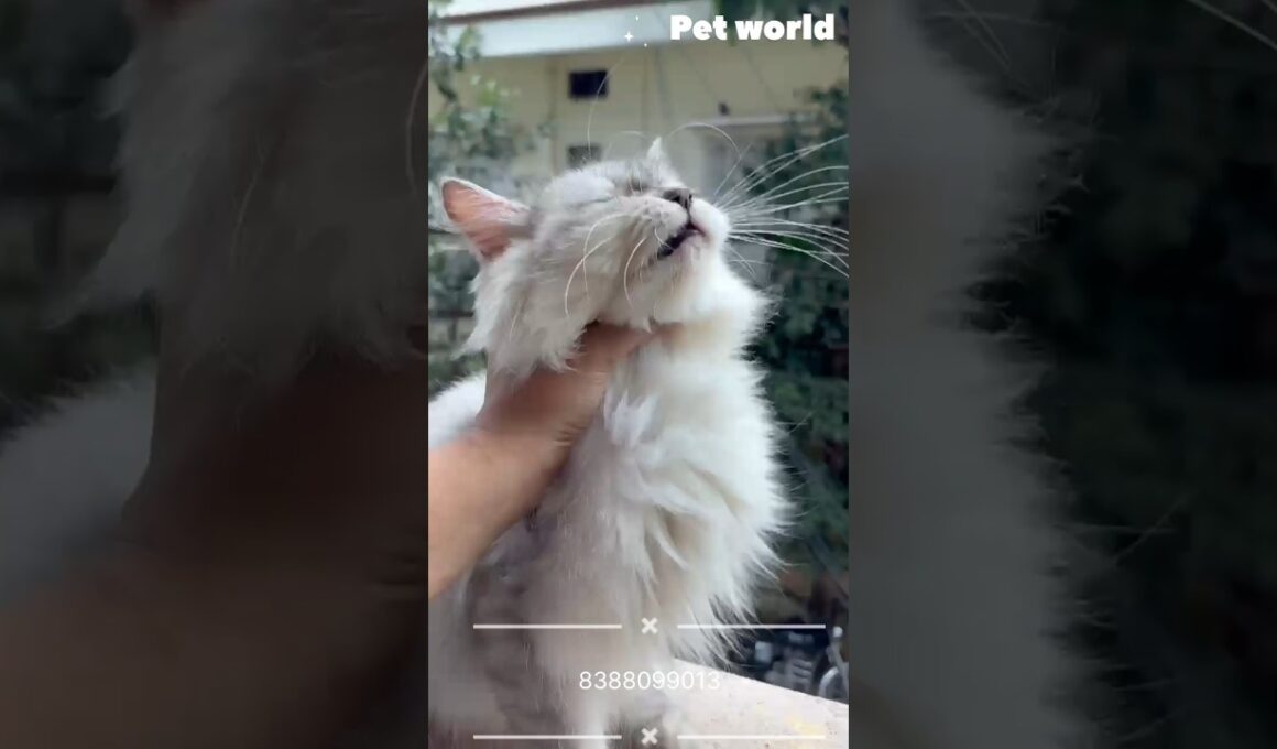 Persian kittens available kolkata low price #shorts #turkishcat #westbengal #kitten #catsworld