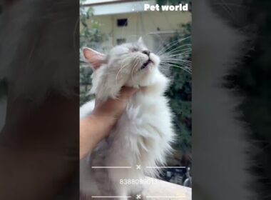 Persian kittens available kolkata low price #shorts #turkishcat #westbengal #kitten #catsworld