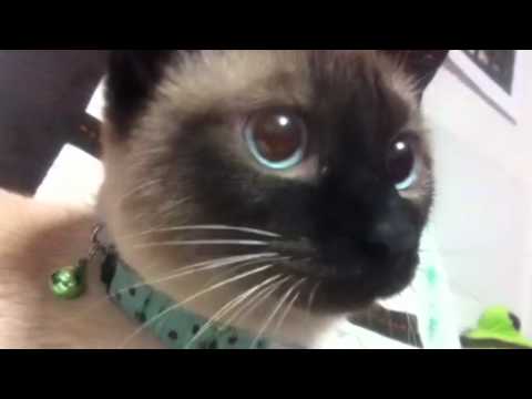 シャム猫ラムネ(=･ω･=)