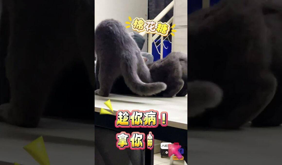 蓝猫MMA打架！《恋爱脑 vs 恶作剧王》