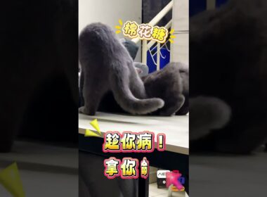 蓝猫MMA打架！《恋爱脑 vs 恶作剧王》