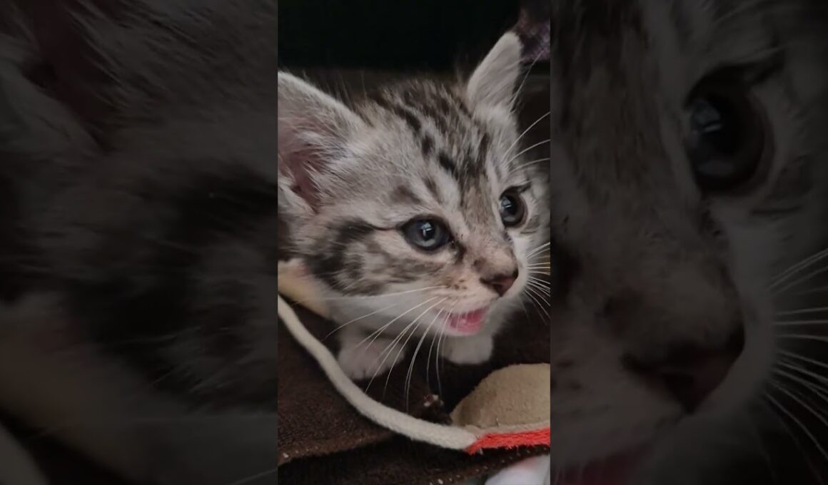 子猫保護３日目 いろんな鳴き声で訴えてくるトト