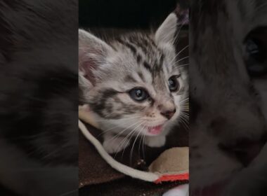 子猫保護３日目 いろんな鳴き声で訴えてくるトト