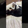 三毛猫ミックスに威嚇された後、不機嫌なシャムの子ネコ雫。黒猫の子ネコ黒夢に、八つ当たりだが、ケリケリされて、恨みを忘れる