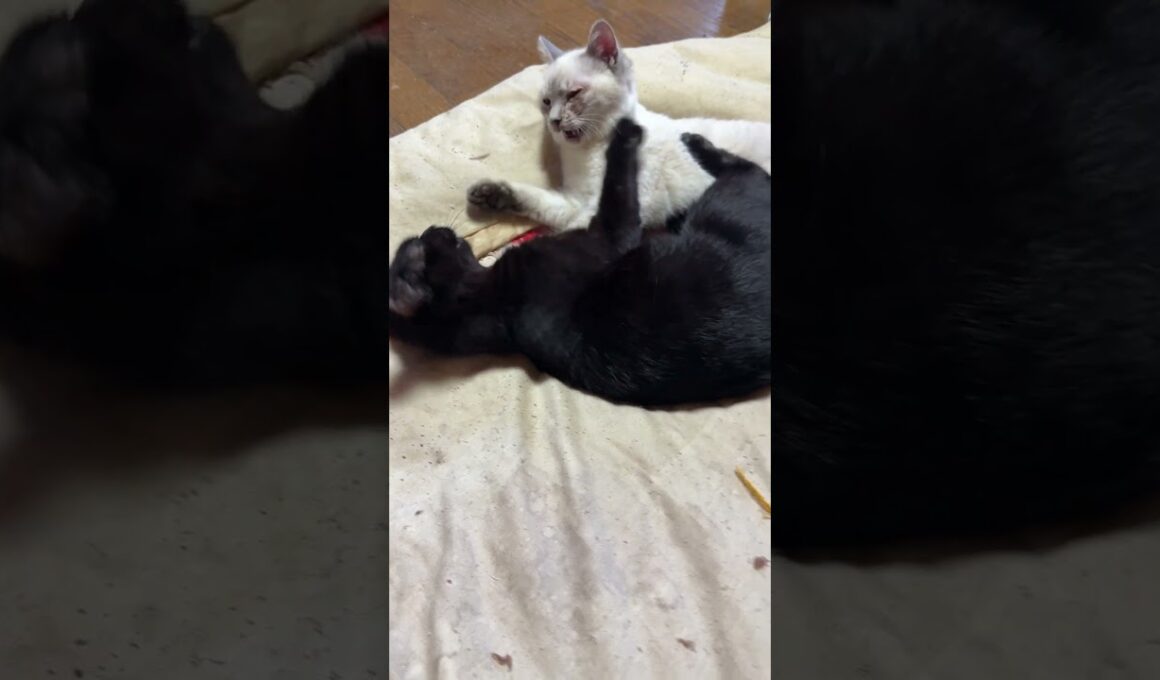 三毛猫ミックスに威嚇された後、不機嫌なシャムの子ネコ雫。黒猫の子ネコ黒夢に、八つ当たりだが、ケリケリされて、恨みを忘れる