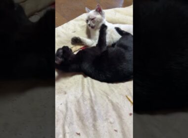 三毛猫ミックスに威嚇された後、不機嫌なシャムの子ネコ雫。黒猫の子ネコ黒夢に、八つ当たりだが、ケリケリされて、恨みを忘れる