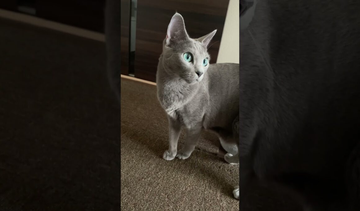 #ロシアンブルー #cat #猫のいる暮らし