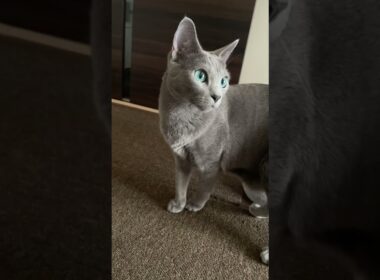 #ロシアンブルー #cat #猫のいる暮らし