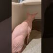 猫アレクサンドラのしっこ【スフィンクス】