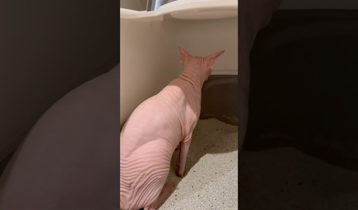猫アレクサンドラのしっこ【スフィンクス】