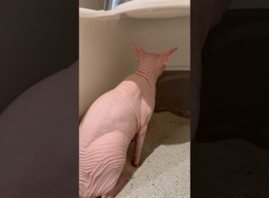 猫アレクサンドラのしっこ【スフィンクス】