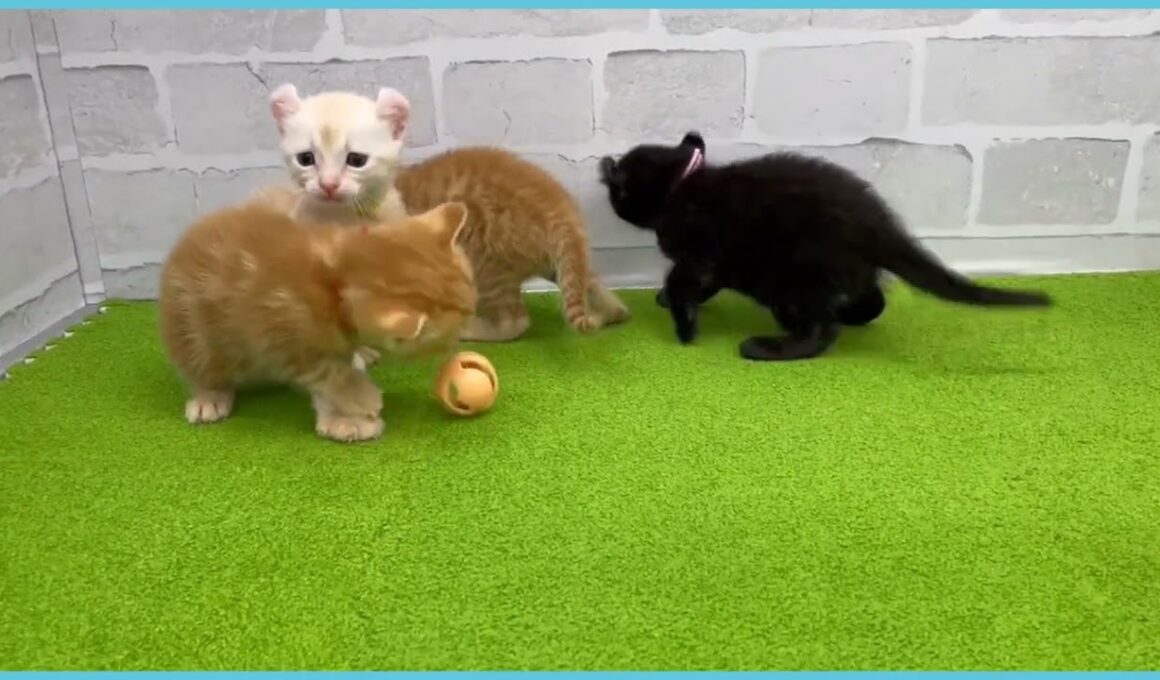 ペットショップcoo&riku No.00733297 アメリカンカール