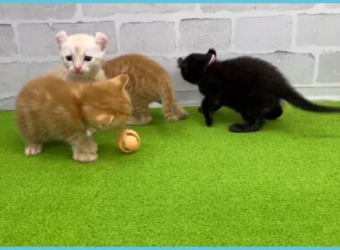 ペットショップcoo&riku No.00733297 アメリカンカール