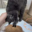 【ブリティッシュショートヘアー】おっとりマイペースな甘えん坊ガール！