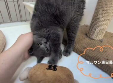 【ブリティッシュショートヘアー】おっとりマイペースな甘えん坊ガール！