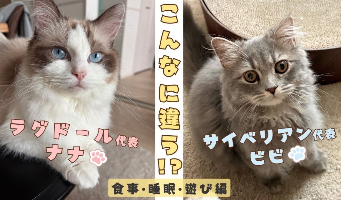 【リアル猫種比較】ラグドールとサイベリアン！飼ってみて分かる違いがかわいすぎた