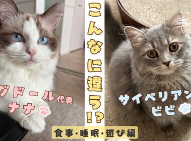 【リアル猫種比較】ラグドールとサイベリアン！飼ってみて分かる違いがかわいすぎた