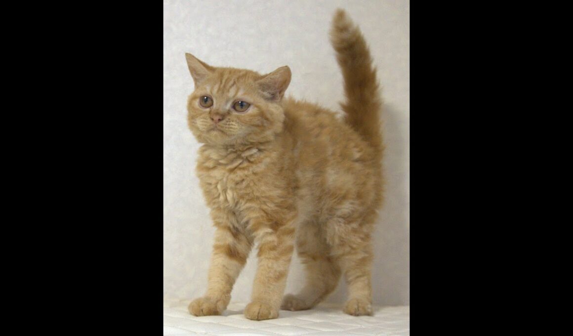 セルカークレックス子猫　Selkirk Rex　2025.5.28産まれ　レッドタビー　巻き毛　男の子　シーダキャット猫のお店