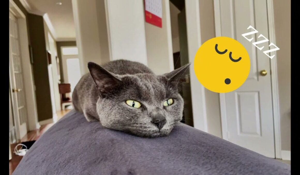 Talia the Korat Cat Showcase