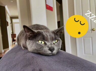 Talia the Korat Cat Showcase