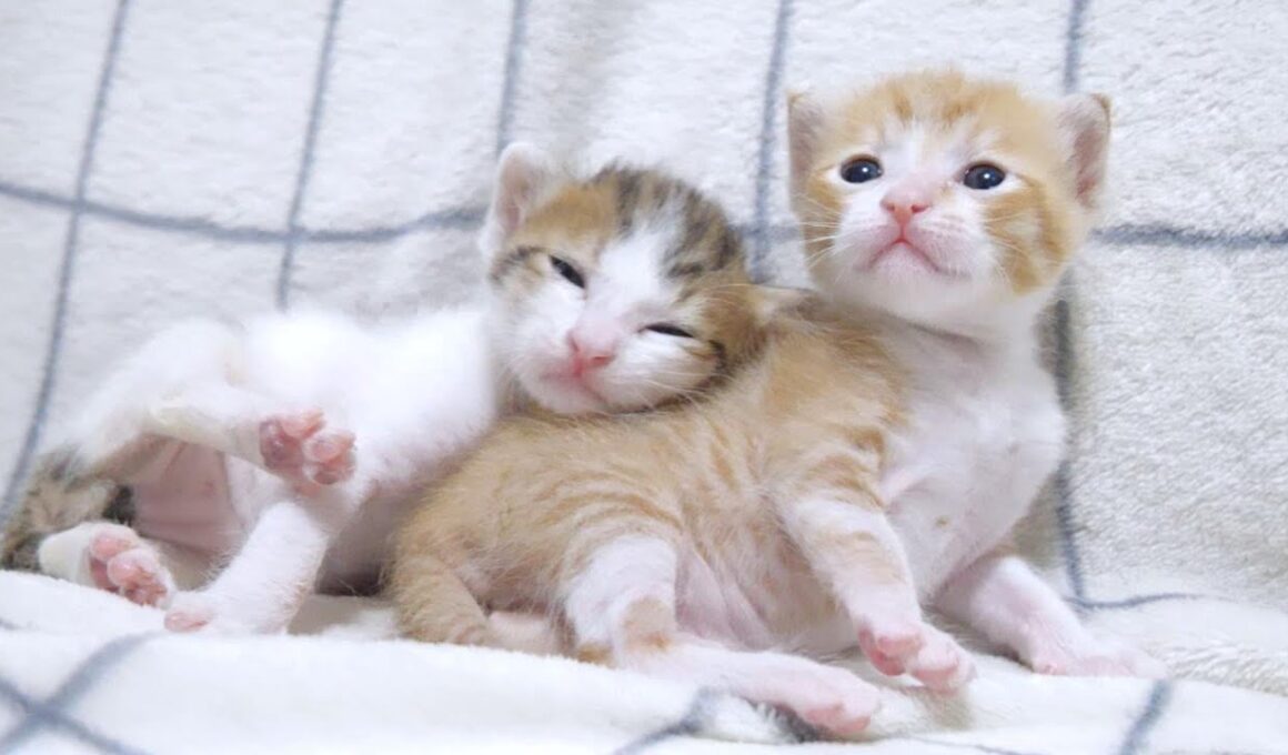 「おねえちゃん大好き」とくっついてくる子猫がカワイイ【赤ちゃん猫　保護猫】