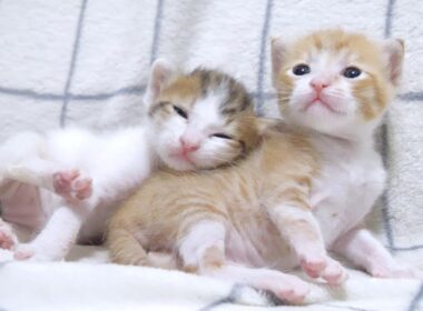 「おねえちゃん大好き」とくっついてくる子猫がカワイイ【赤ちゃん猫　保護猫】