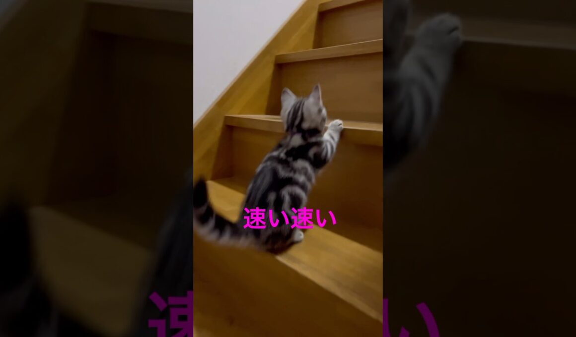 階段は、気をつけてゆっくり登ってね！#アメリカンショートヘア#アメショ#猫の日常#子猫#cat#cats