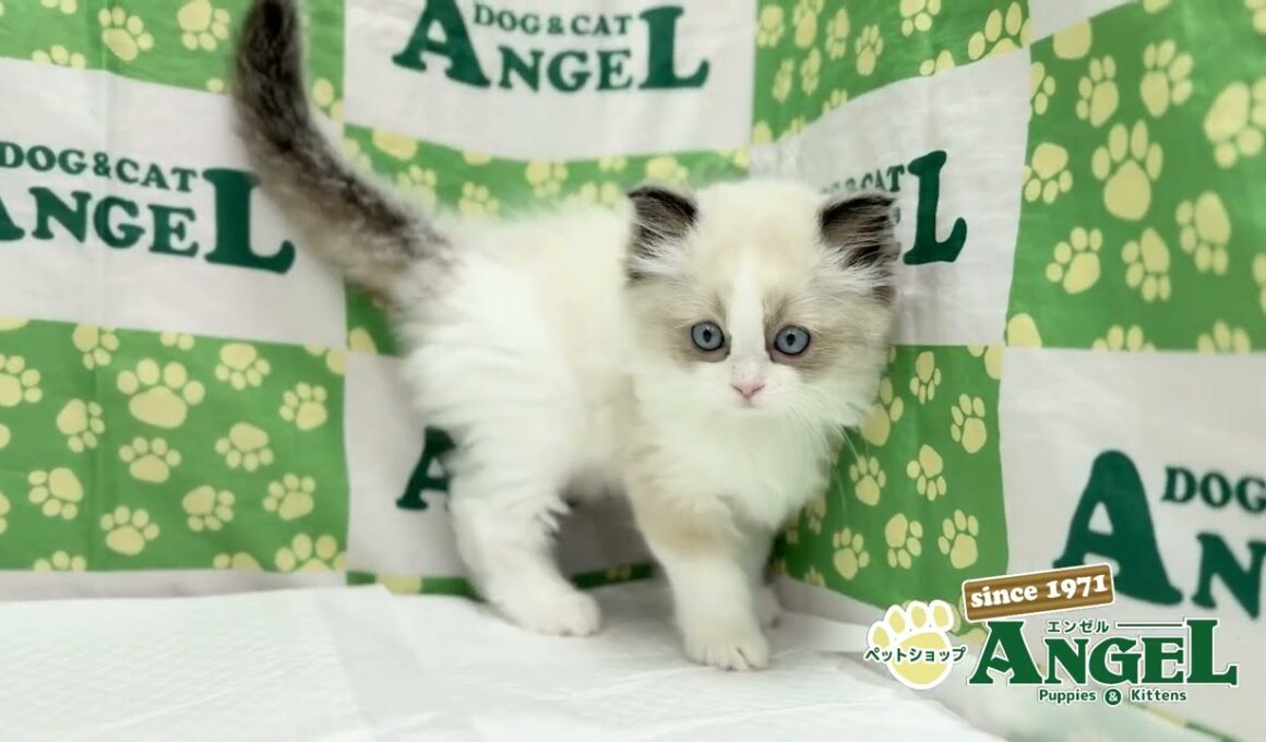 ラグドール 2510033 【ペットショップエンゼル　子犬・子猫販売】