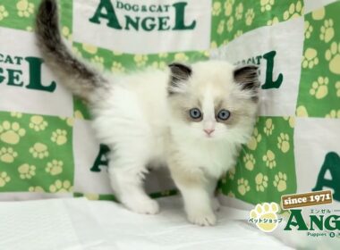 ラグドール 2510033 【ペットショップエンゼル　子犬・子猫販売】