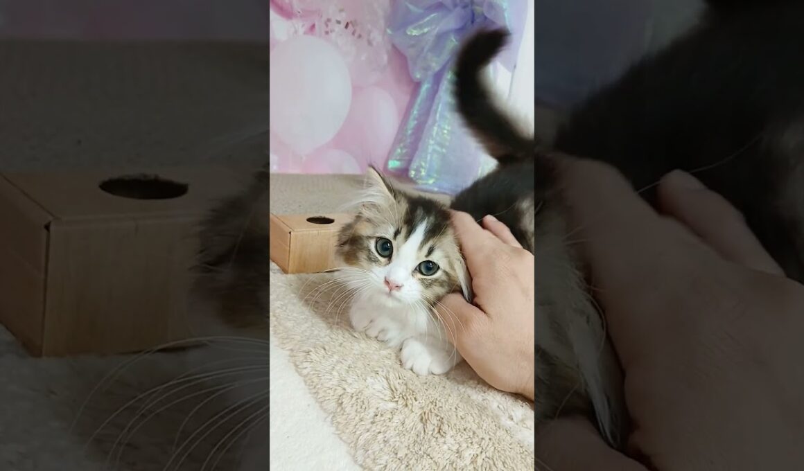 【ご家族様募集中】極短足マンチカン男の子♡ #cat  #かわいい子猫 #kitten #子猫 #cute #子猫ブリーダー #長足マンチカン #短足ミヌエット #子ネコ