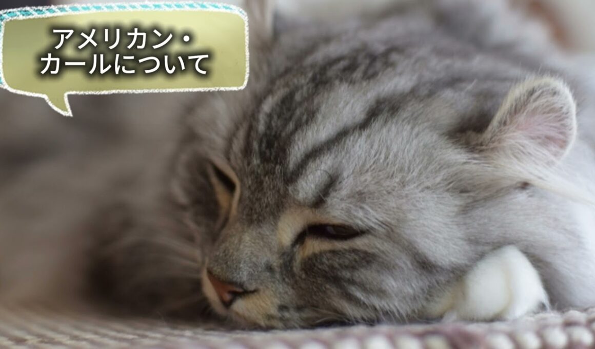 【アメリカン・カールについて】