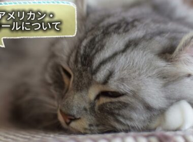 【アメリカン・カールについて】