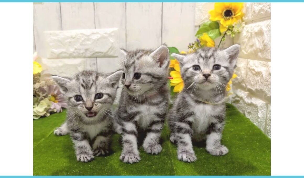 Coo&RIKU　No.00732934 アメリカンショートヘアー