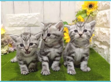 Coo&RIKU　No.00732934 アメリカンショートヘアー