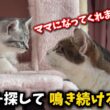保護した子猫を全く関係ないママ猫に預けてみました