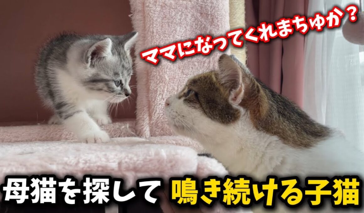 保護した子猫を全く関係ないママ猫に預けてみました