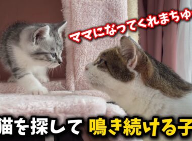保護した子猫を全く関係ないママ猫に預けてみました