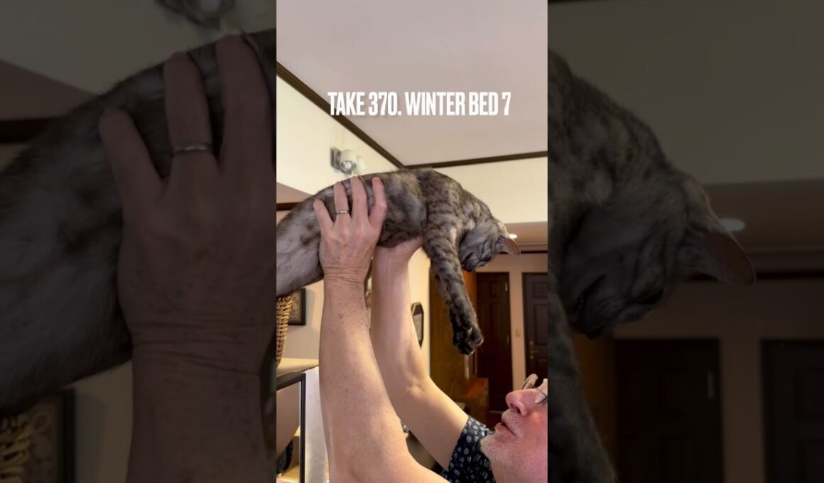 #あけびかご から出る時は #パパの抱っこ が最高にゃ❗️そりゃ、自分で下りれるけど、あたち #甘え上手なネコ なのにゃ‼️#エジプシャンマウ #長いねこ #egyptianmau #shorts