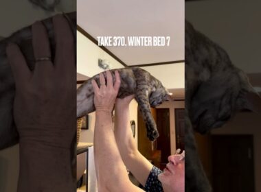 #あけびかご から出る時は #パパの抱っこ が最高にゃ❗️そりゃ、自分で下りれるけど、あたち #甘え上手なネコ なのにゃ‼️#エジプシャンマウ #長いねこ #egyptianmau #shorts