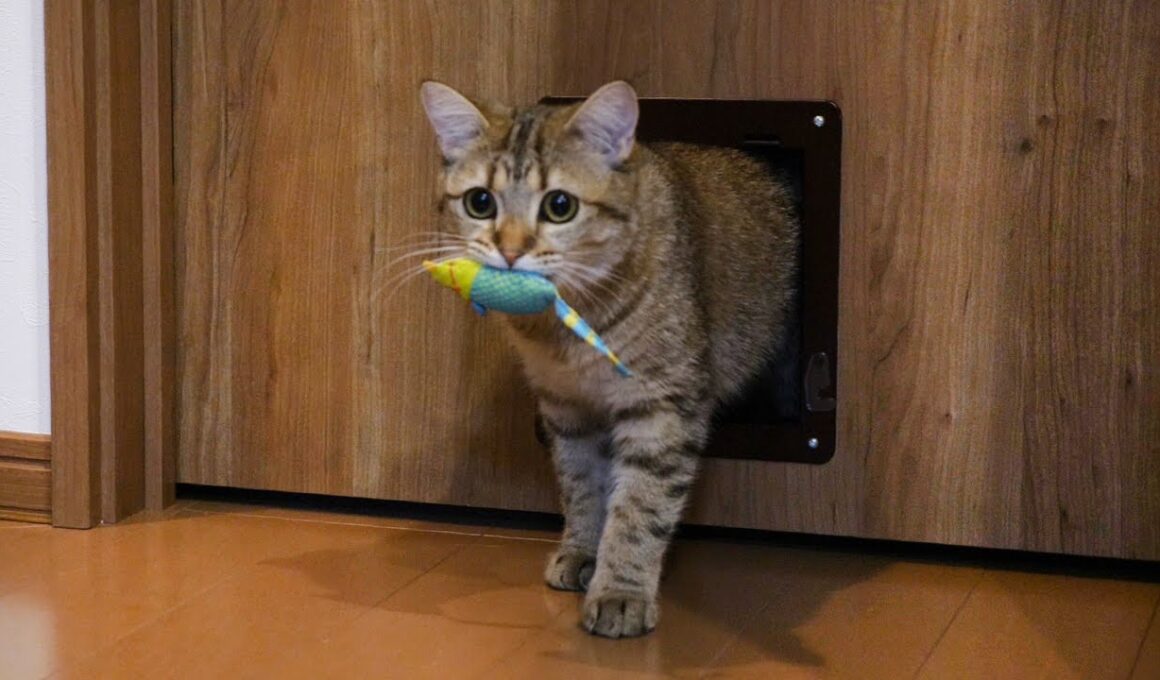 キャットニップ付きのネズミを離そうとしない猫！