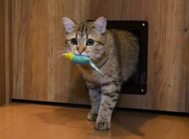 キャットニップ付きのネズミを離そうとしない猫！