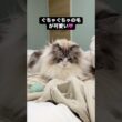 寝具に穴があいている原因：ラグドール！ #ragdoll #メインクーン#ラグドール #mainecoon #猫のいる生活 #子猫