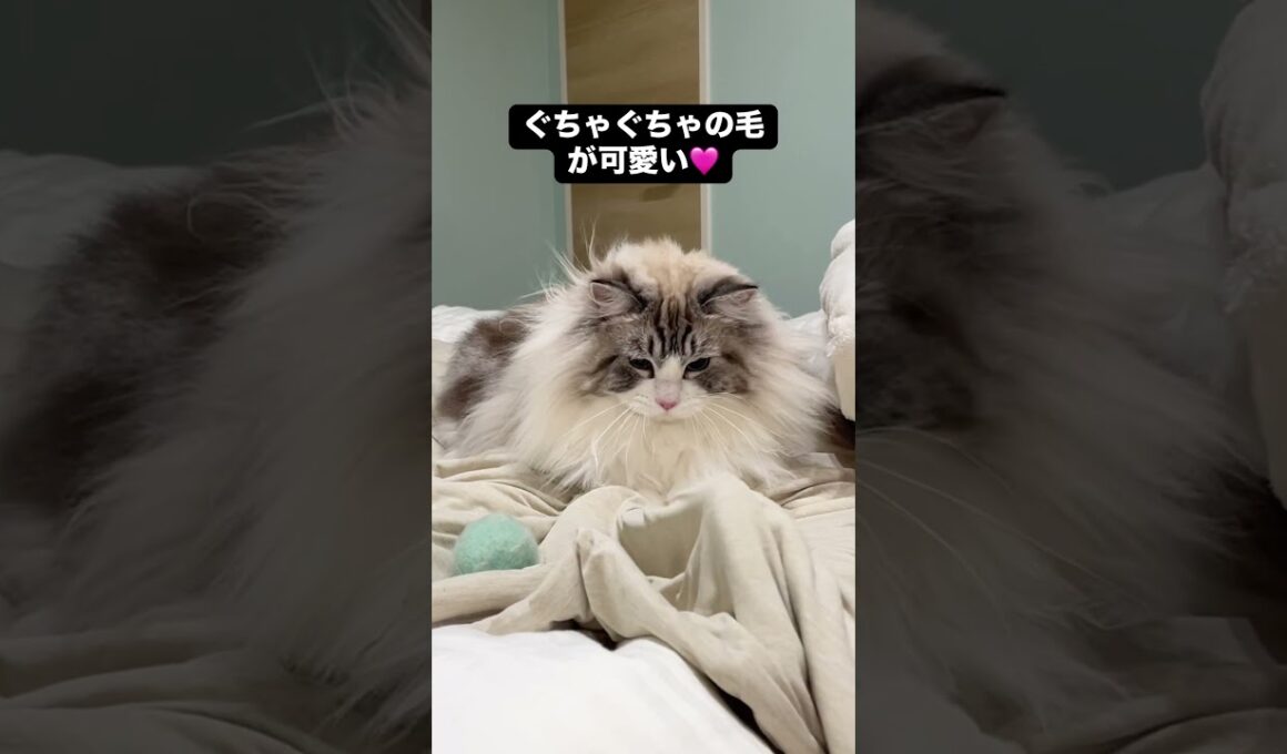 寝具に穴があいている原因：ラグドール！ #ragdoll #メインクーン#ラグドール #mainecoon #猫のいる生活 #子猫