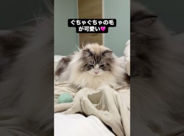 寝具に穴があいている原因：ラグドール！ #ragdoll #メインクーン#ラグドール #mainecoon #猫のいる生活 #子猫