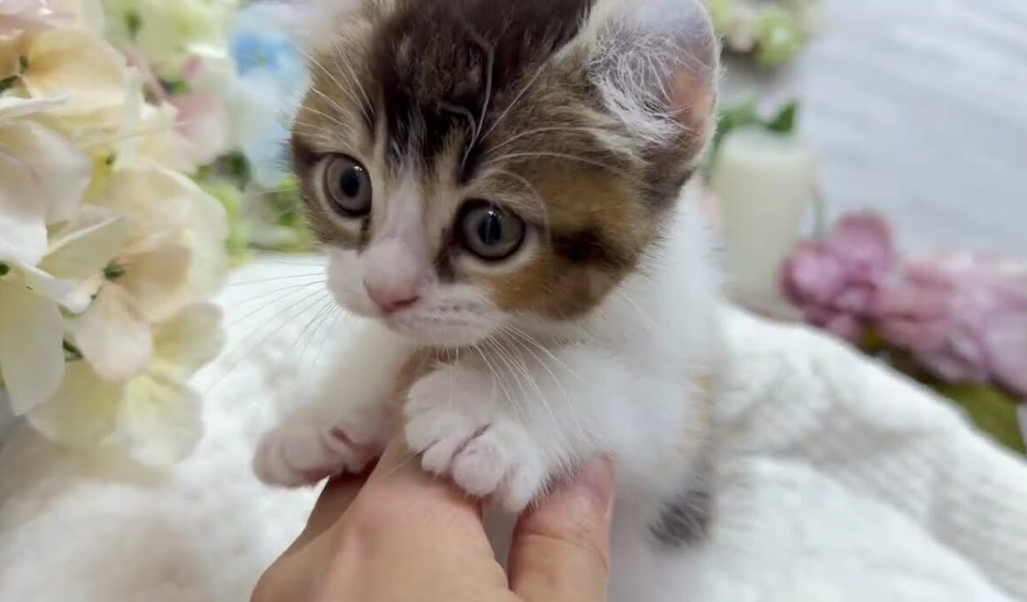 アメリカンカール　女の子